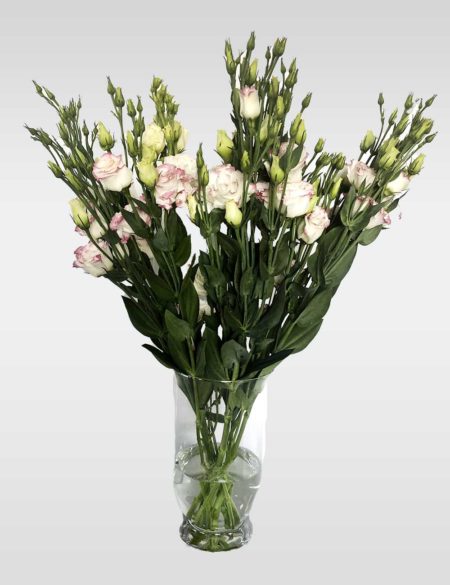 Lisianthus algodon de azucar