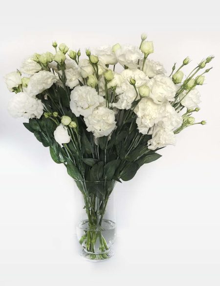 Lisianthus buco
