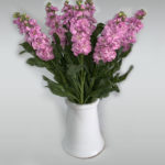 aleli_rosa