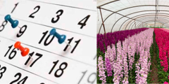 Calendario de flores de temporada