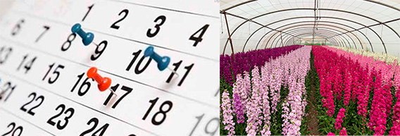 Calendario flor de temporada